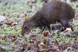 From Riu Playa Blanca - Monkey Island, Sloth & Old Town Tour