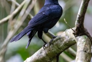 From Riu Playa Blanca - Monkey Island, Sloth & Old Town Tour