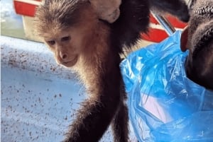 From Riu Playa Blanca - Monkey Island, Sloth & Old Town Tour