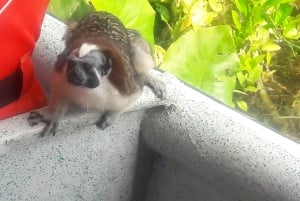 From Riu Playa Blanca - Monkey Island, Sloth & Old Town Tour