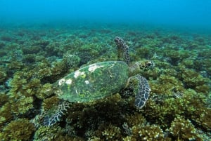 Desde Santa Catalina: Excursión en barco al Parque Nacional de Coiba