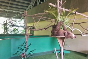 Gatun Boat Tour, Sloth Sanctuary, Wildlife Exhibits + Buffet