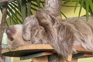 Gatun Boat Tour, Sloth Sanctuary, Wildlife Exhibits + Buffet