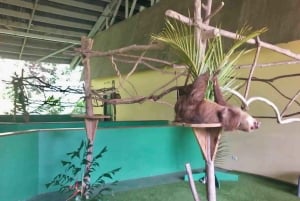 Gatun Boat Tour, Sloth Sanctuary, Wildlife Exhibits + Buffet