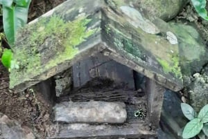 Gatun Boat Tour, Sloth Sanctuary, Wildlife Exhibits + Buffet