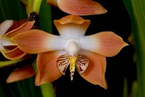 Gatun Boat Tour, Sloth Sanctuary, Wildlife Exhibits + Buffet