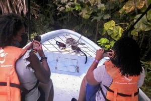 Gatun Boat Tour, Sloth Sanctuary, Wildlife Exhibits + Buffet