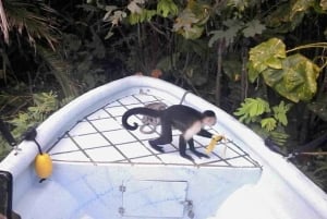 Gatun Boat Tour, Sloth Sanctuary, Wildlife Exhibits + Buffet