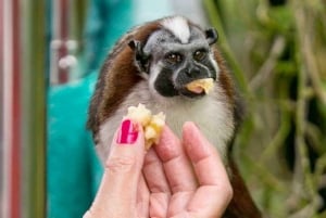 Gatun Boat Tour, Sloth Sanctuary, Wildlife Exhibits + Buffet