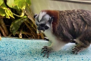 Gatun Boat Tour, Sloth Sanctuary, Wildlife Exhibits + Buffet