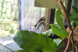 Gatun Boat Tour, Sloth Sanctuary, Wildlife Exhibits + Buffet