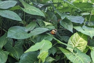 Gatun Boat Tour, Sloth Sanctuary, Wildlife Exhibits + Buffet