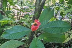 Gatun Boat Tour, Sloth Sanctuary, Wildlife Exhibits + Buffet