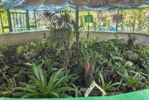 Gatun Boat Tour, Sloth Sanctuary, Wildlife Exhibits + Buffet