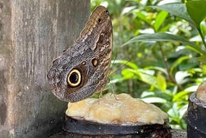 Gatun Boat Tour, Sloth Sanctuary, Wildlife Exhibits + Buffet