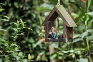 Gatun Boat Tour, Sloth Sanctuary, Wildlife Exhibits + Buffet