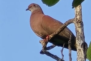 TOUR DEL LAGO DI GATUN