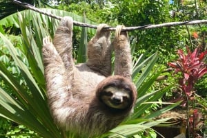 Wycieczka po jeziorze Gatún, Wyspie Małp i rezerwacie leniwców