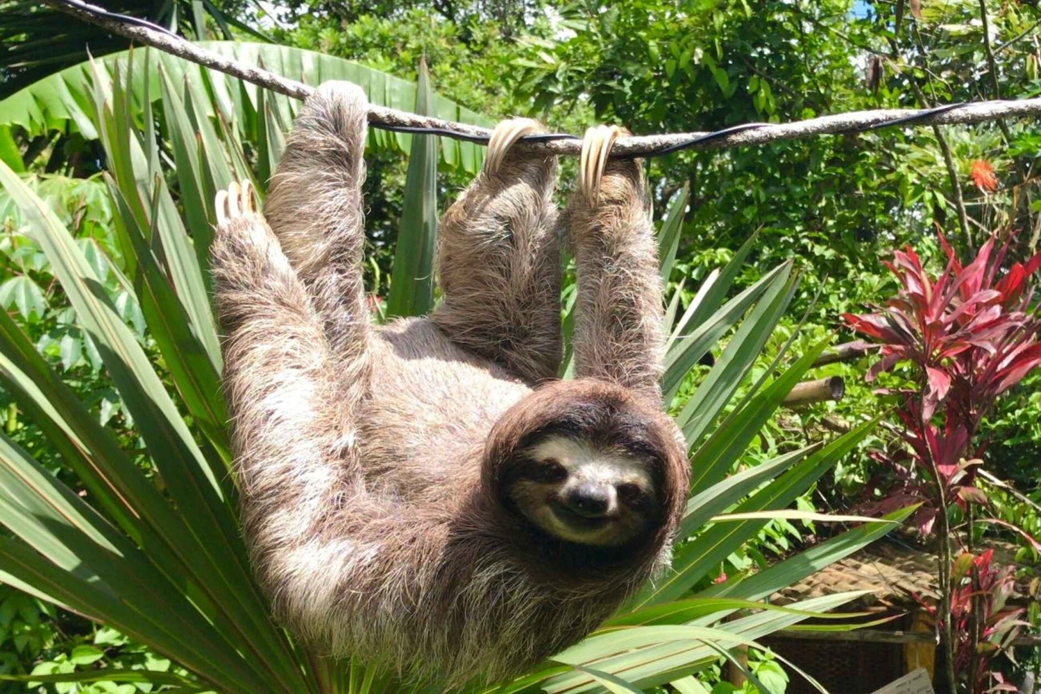 Expedição de Safari pela Vida Selvagem do Lago Gatun num passeio de barco