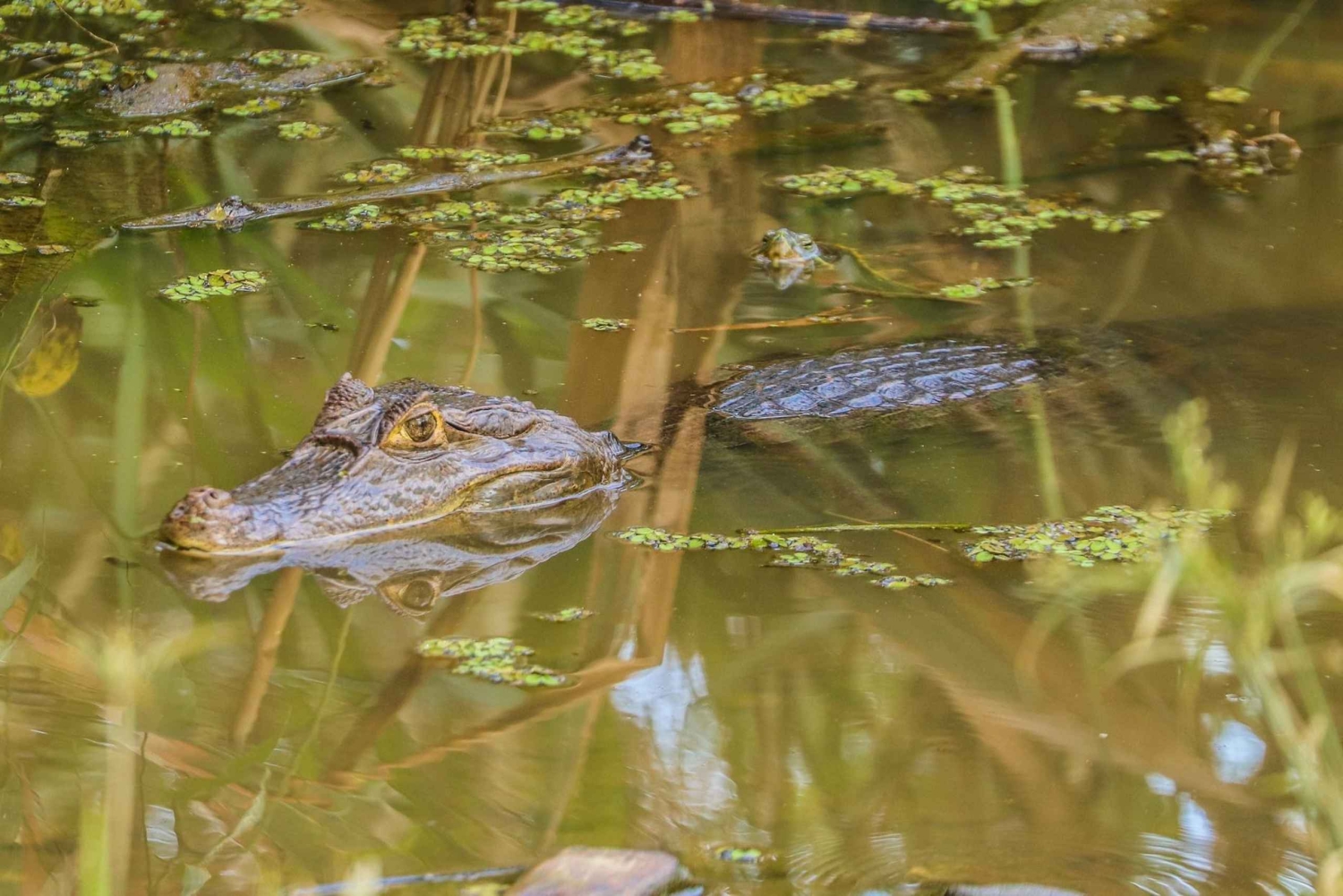 Expedição de Safari pela Vida Selvagem do Lago Gatun num passeio de barco