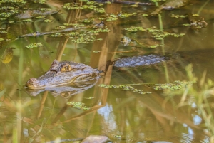 Expedição de Safari pela Vida Selvagem do Lago Gatun num passeio de barco