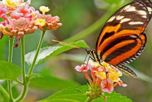 Expedição de Safari pela Vida Selvagem do Lago Gatun num passeio de barco