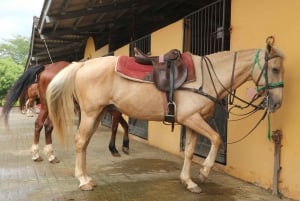 Horseback Riding in the jungle near Panama City