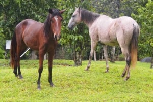 Passeios a cavalo na selva perto da Cidade do Panamá