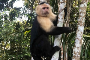 Aventura na Ilha dos Macacos