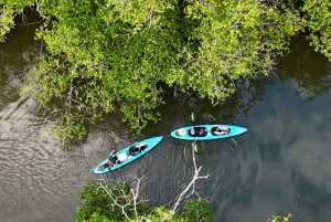 Kayak tour in the mangroves of David, Chiriquí