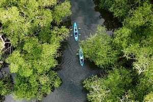 Kayak tour in the mangroves of David, Chiriquí