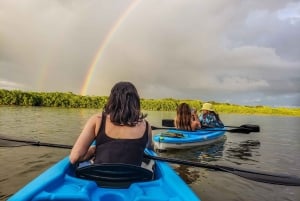 Kayak tour in the mangroves of David, Chiriquí