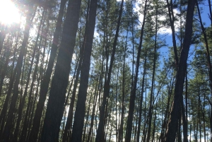 La Yeguada Forest Reserve Tour; Waterfalls near the Protected Area.