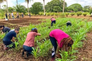 Los Santos, Panama : Visite guidée à la Finca Pamel