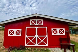 Los Santos, Panama : Visite guidée à la Finca Pamel