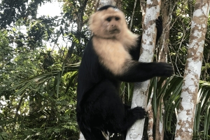 Äventyr på Monkey Island