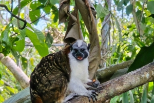 Monkey Island and Indian Village Tour