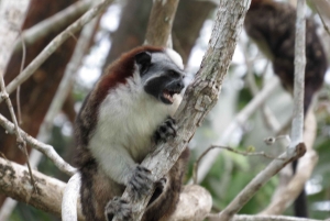 Monkey Island, Navigation at Panama Canal and Indian Village