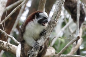 L'île aux singes, la navigation sur le canal de Panana et le village indien