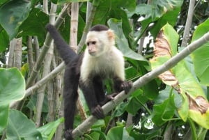 L'île aux singes, la navigation sur le canal de Panana et le village indien