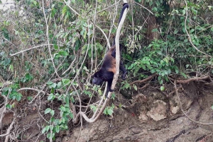 Panama: Monkey Island, Sloth Sanctuary and Panama Canal Tour