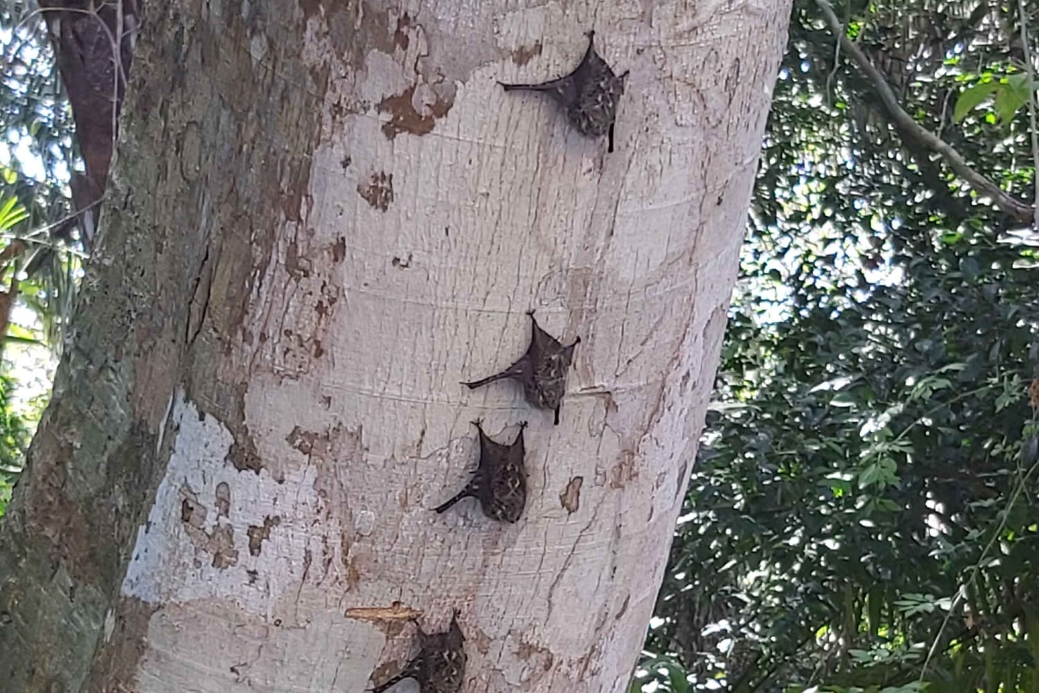 MONKEYS TOUR EXPERIENCE