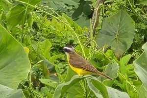 MONKEYS TOUR EXPERIENCE