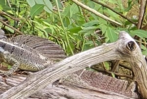 MONKEYS TOUR EXPERIENCE