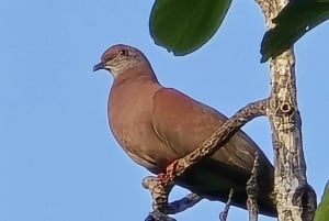 MONKEYS TOUR EXPERIENCE