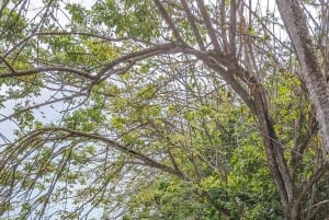 Panama: 2 Nights-3-Days Portobello-Caribbean beach house