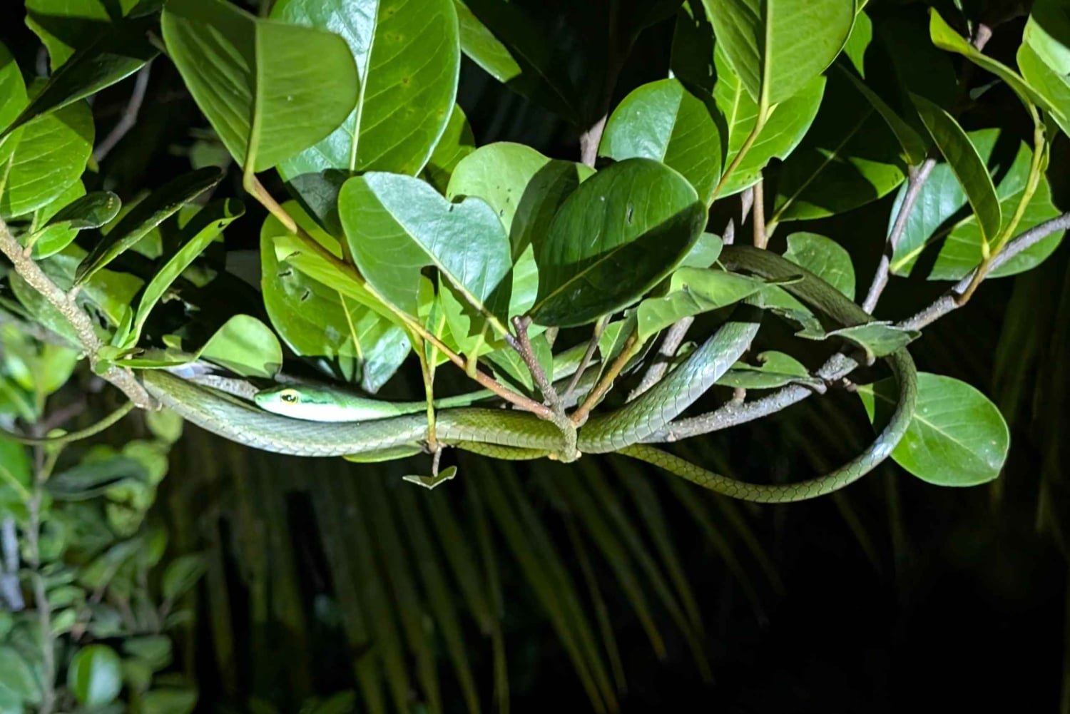 Panama: Accomodation and Safari in the Jungle