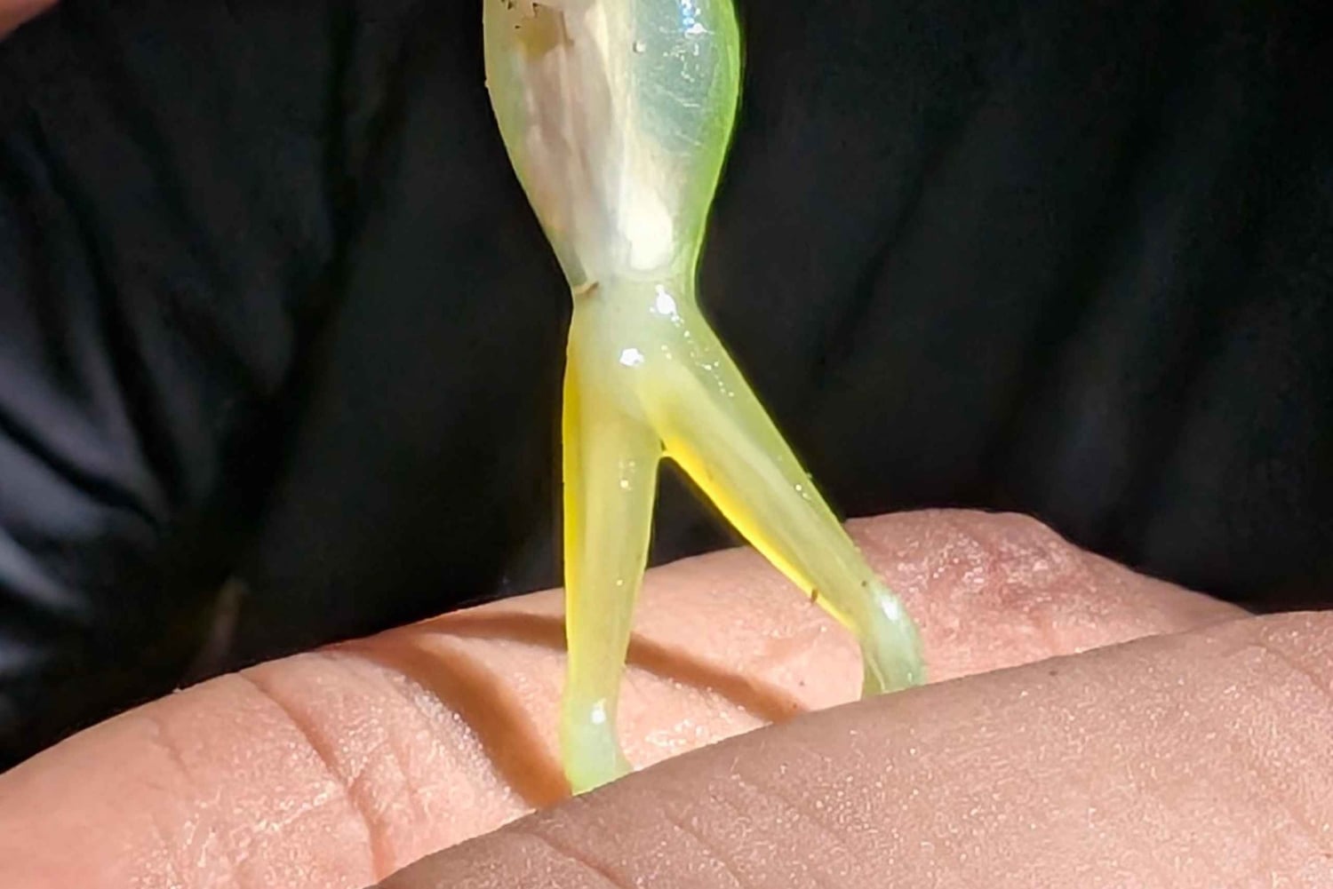 Panama: Accomodation and Safari in the Jungle