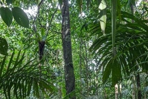 Panama: Accomodation and Safari in the Jungle