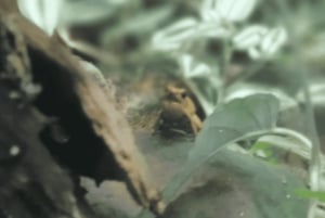 Panama: Smuk BioTour